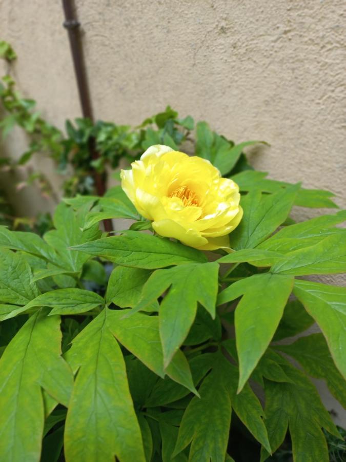 ボローニャGiardino Segreto - History And Designアパートメント エクステリア 写真