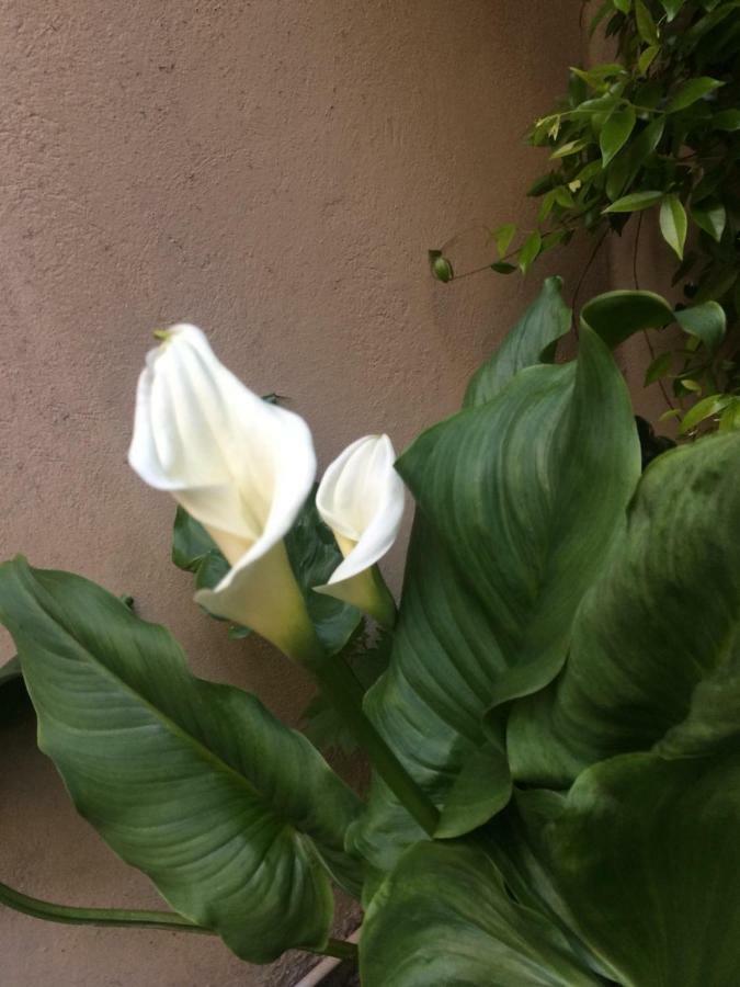 ボローニャGiardino Segreto - History And Designアパートメント エクステリア 写真